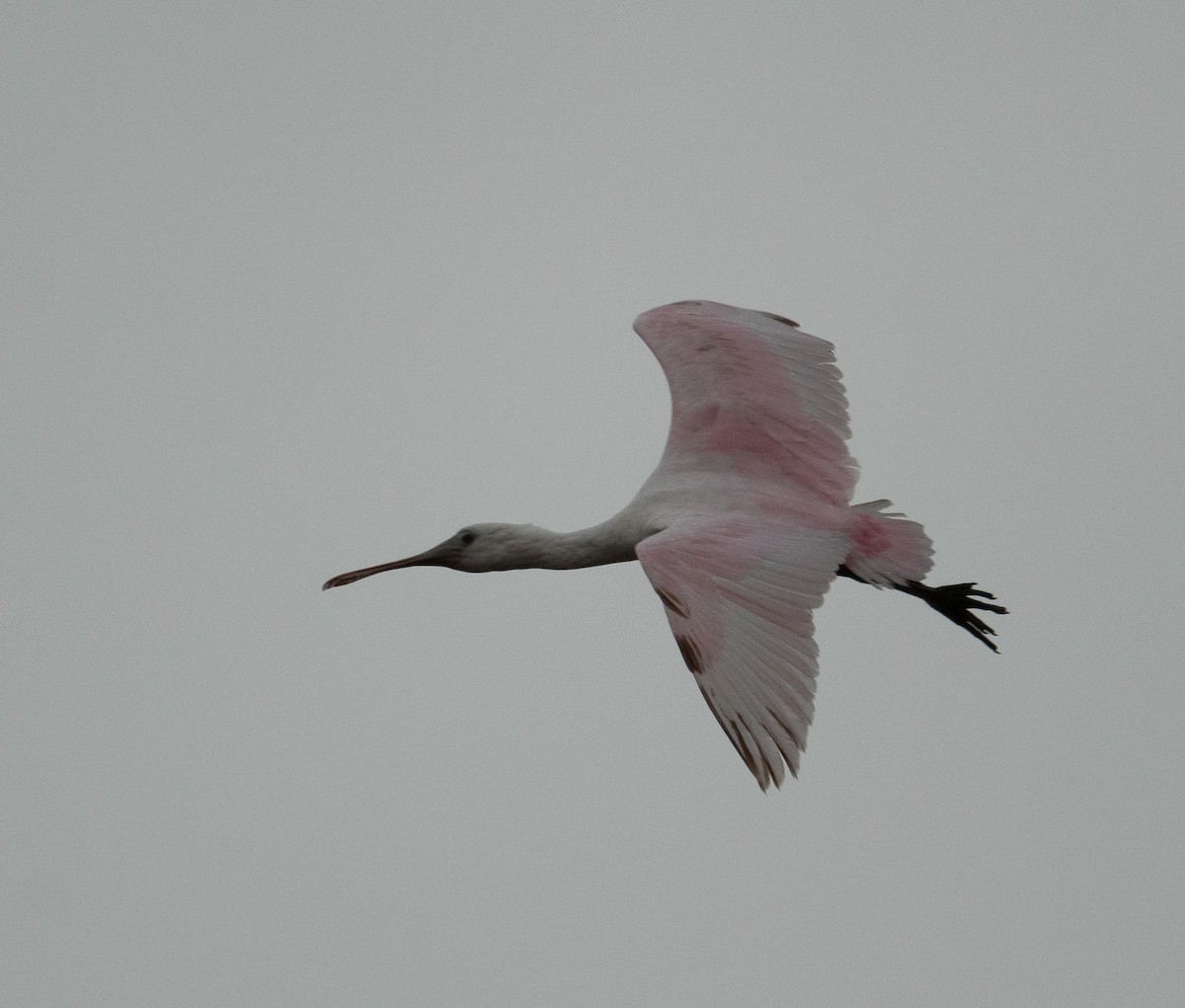 Rosalöffler - ML644651032