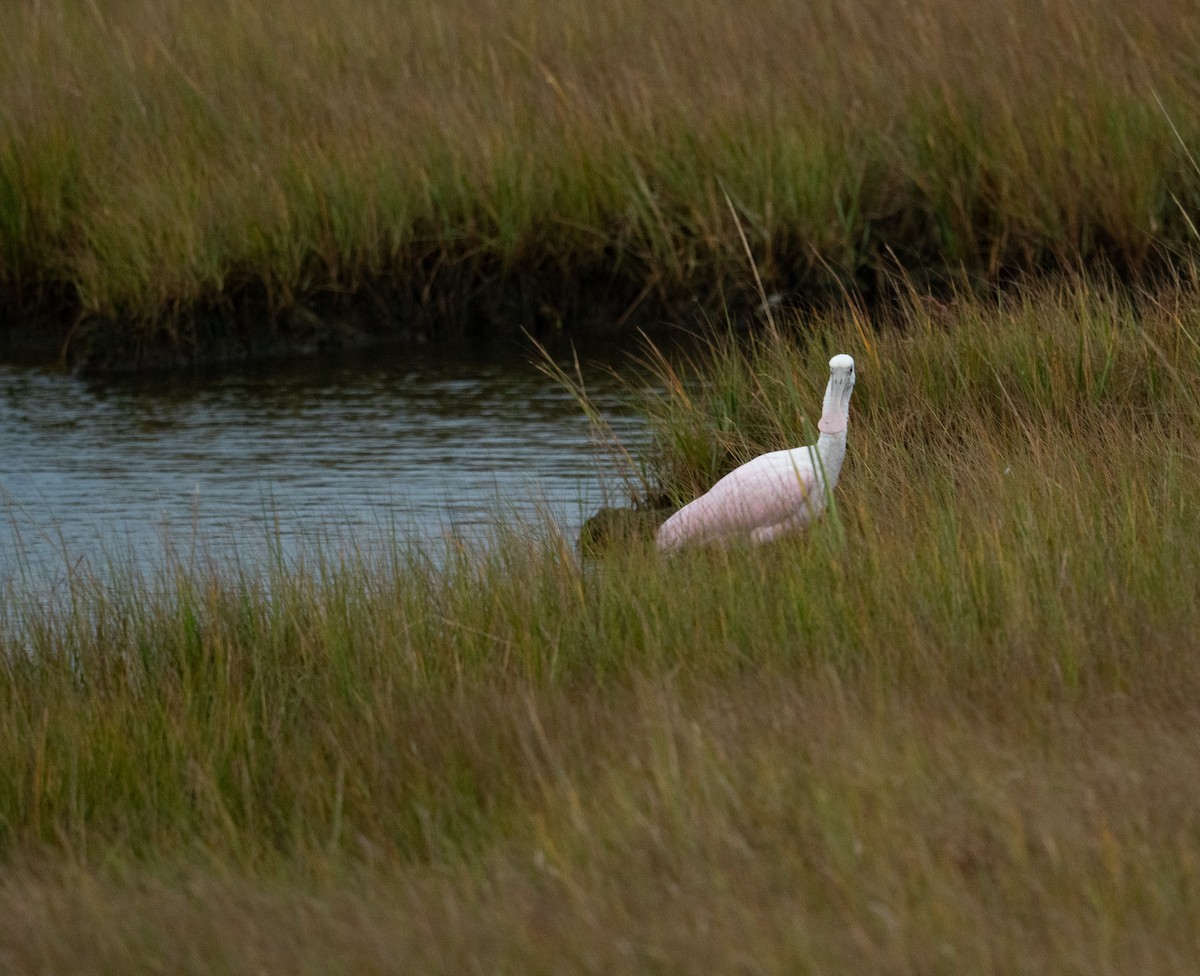 Rosalöffler - ML644651033