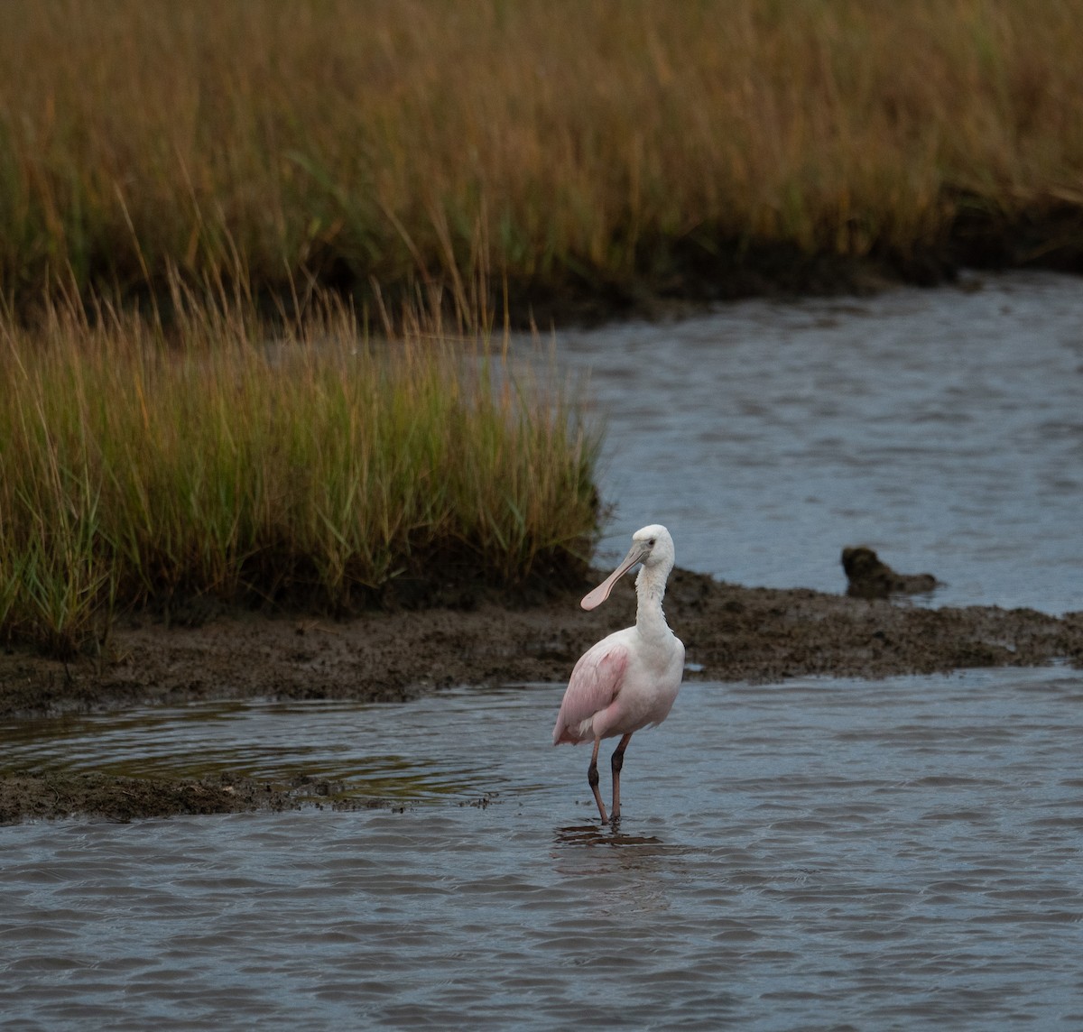 Rosalöffler - ML644651034