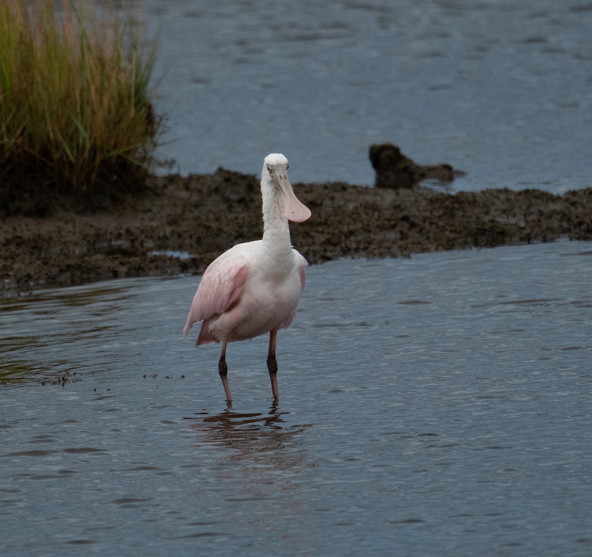 Rosalöffler - ML644651035