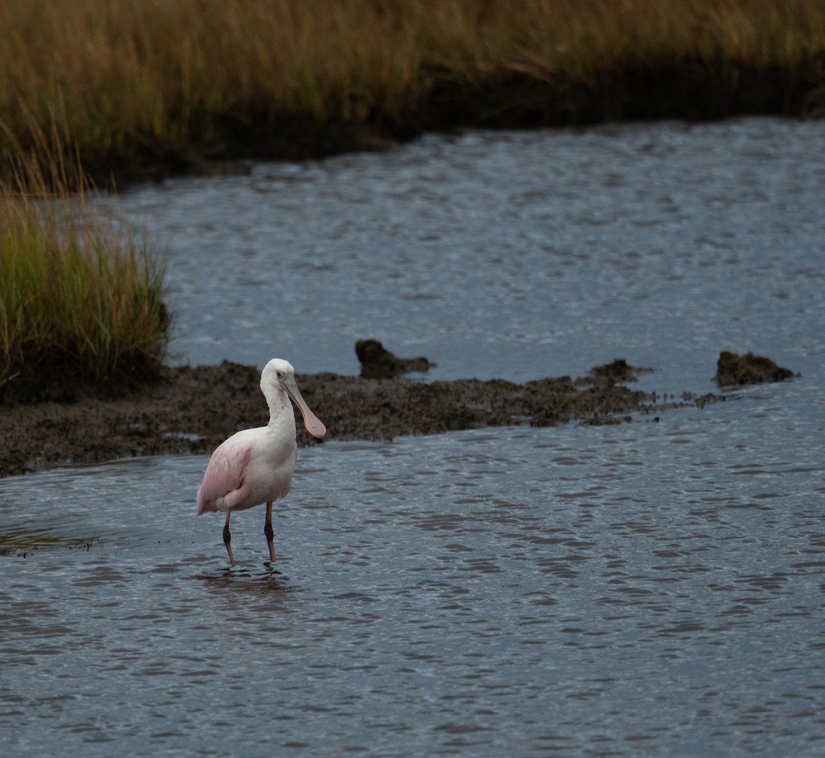 Rosalöffler - ML644651036