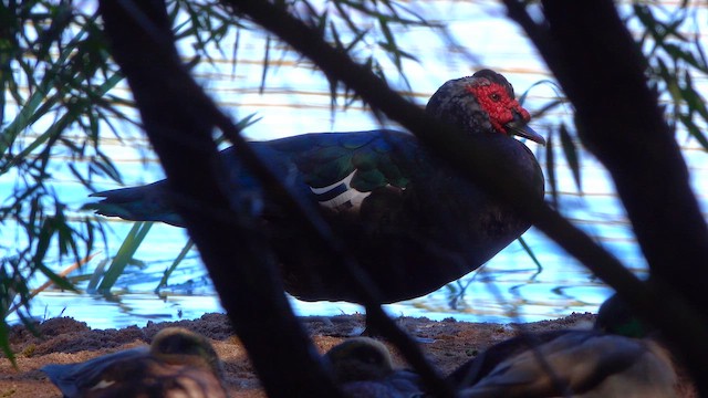 moskusand (domestisert knoppand) - ML644651039