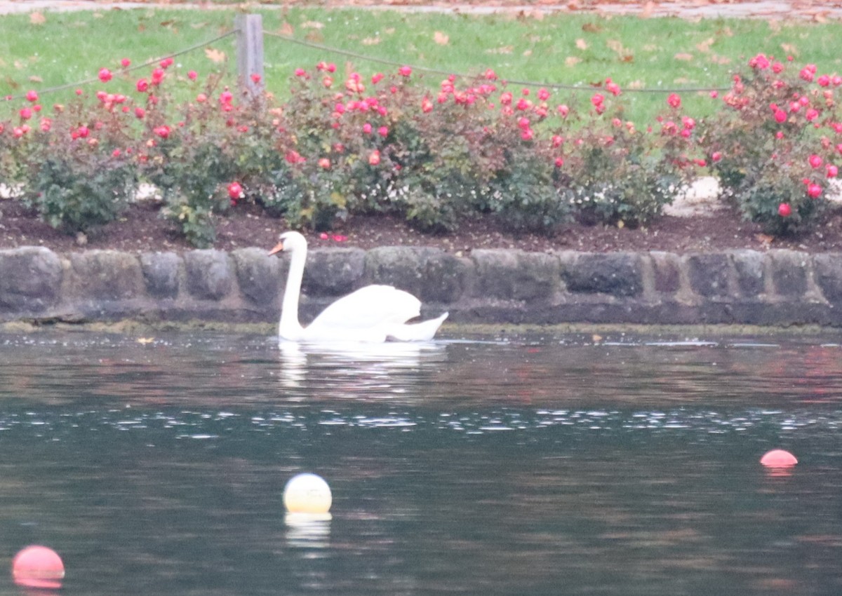 疣鼻天鵝 - ML644651041