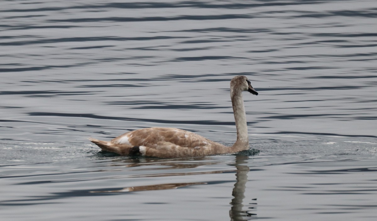 疣鼻天鵝 - ML644651042