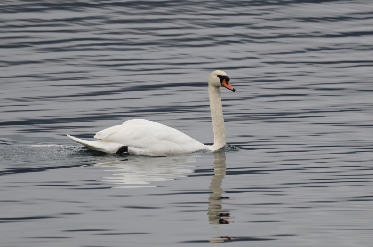 疣鼻天鵝 - ML644651043