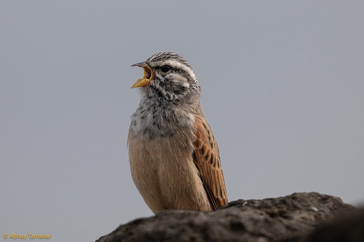 Striolated Bunting - ML644651045