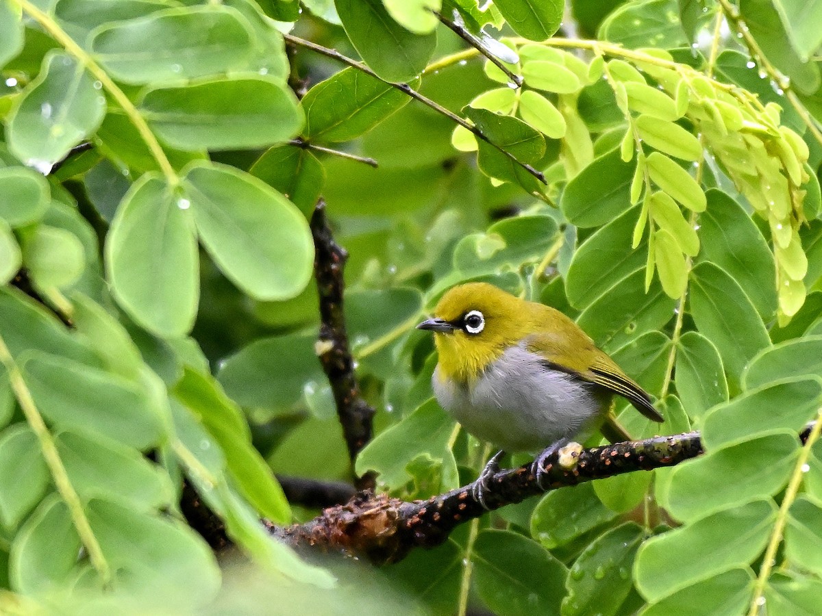 Окулярник південний - ML644651049