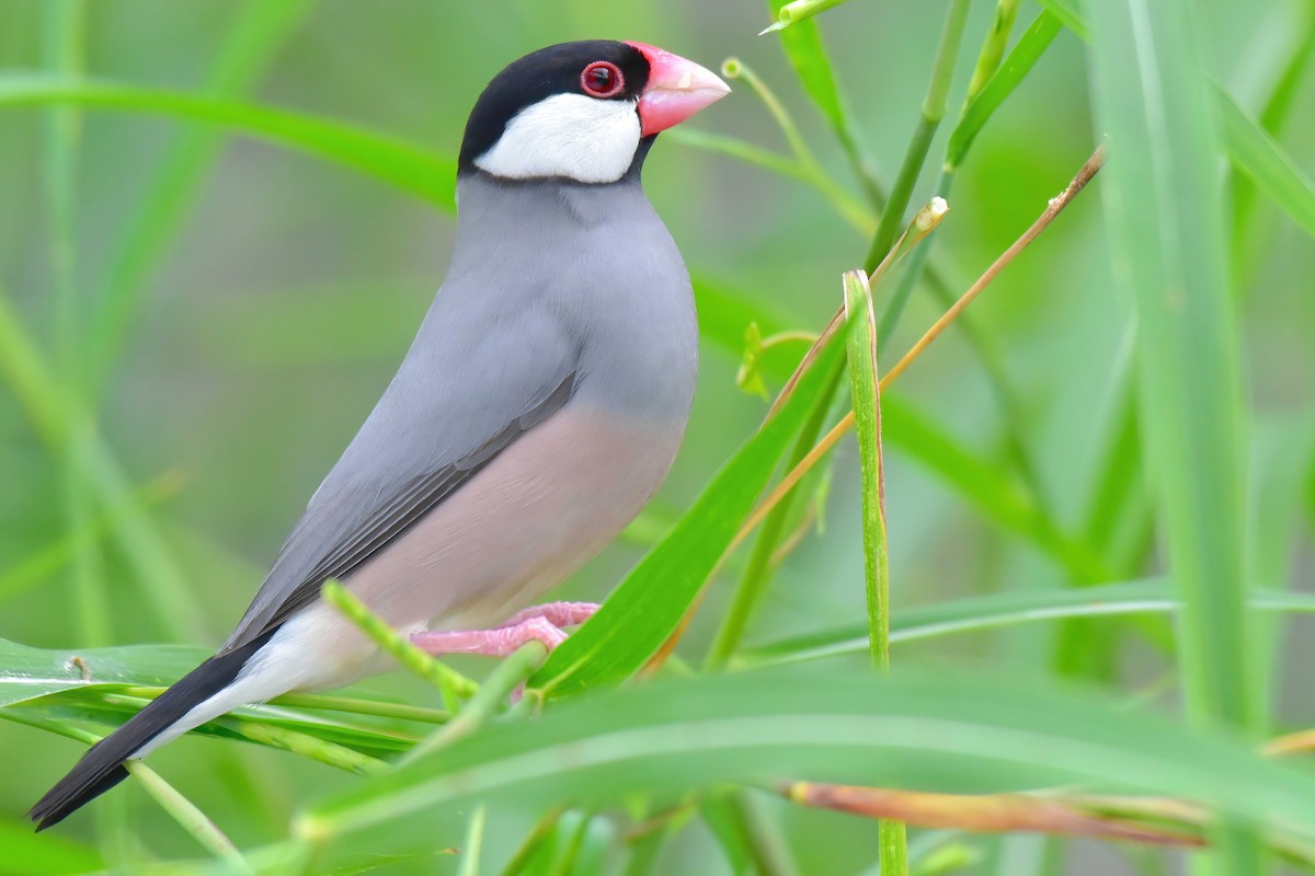 javarisfugl - ML644651050