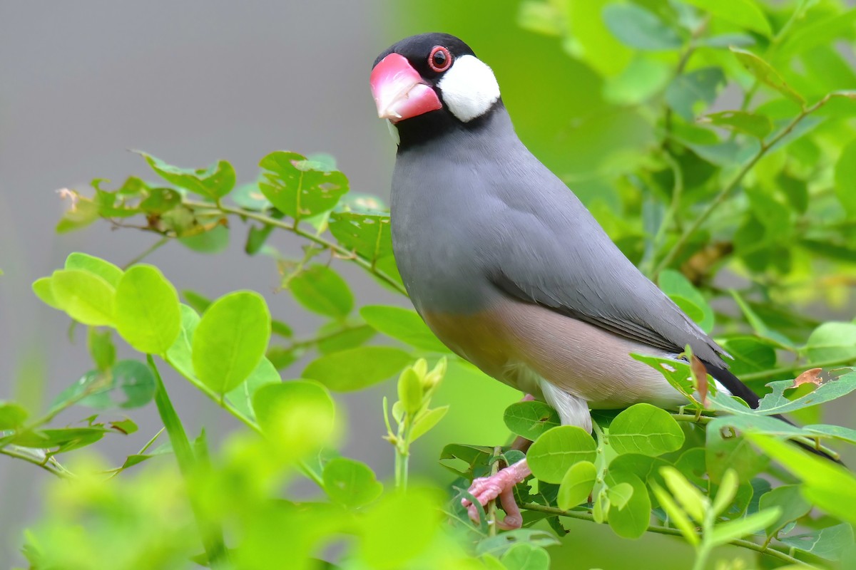 javarisfugl - ML644651051