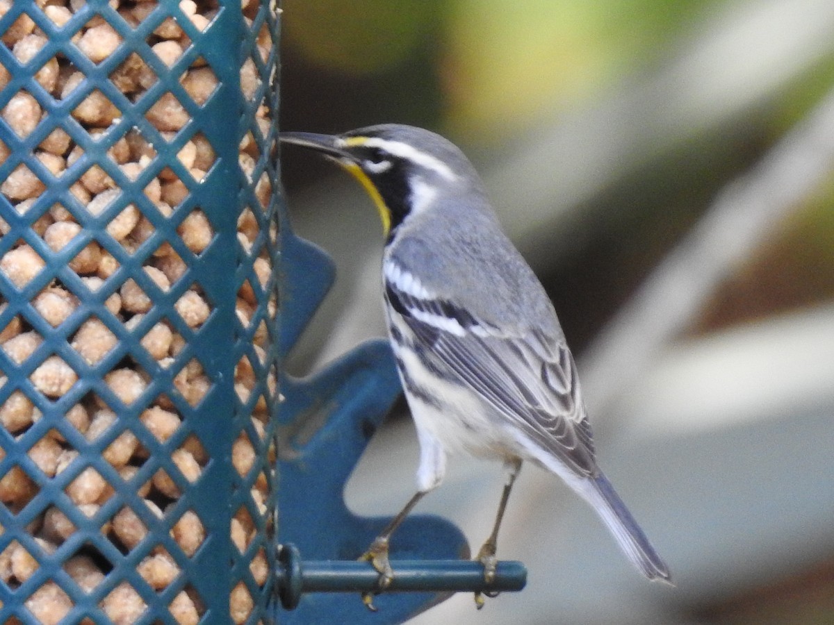 Yellow-throated Warbler - ML644651052