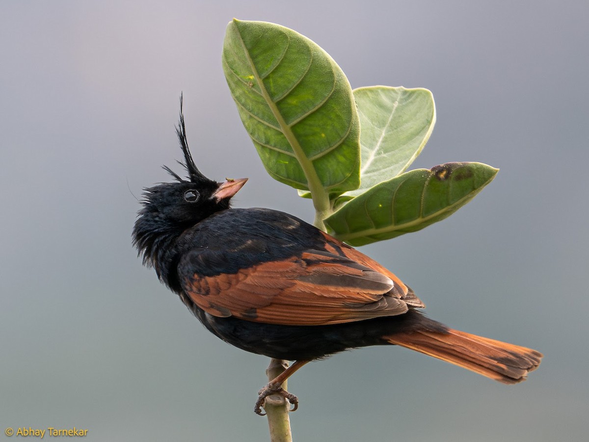 Crested Bunting - ML644651058