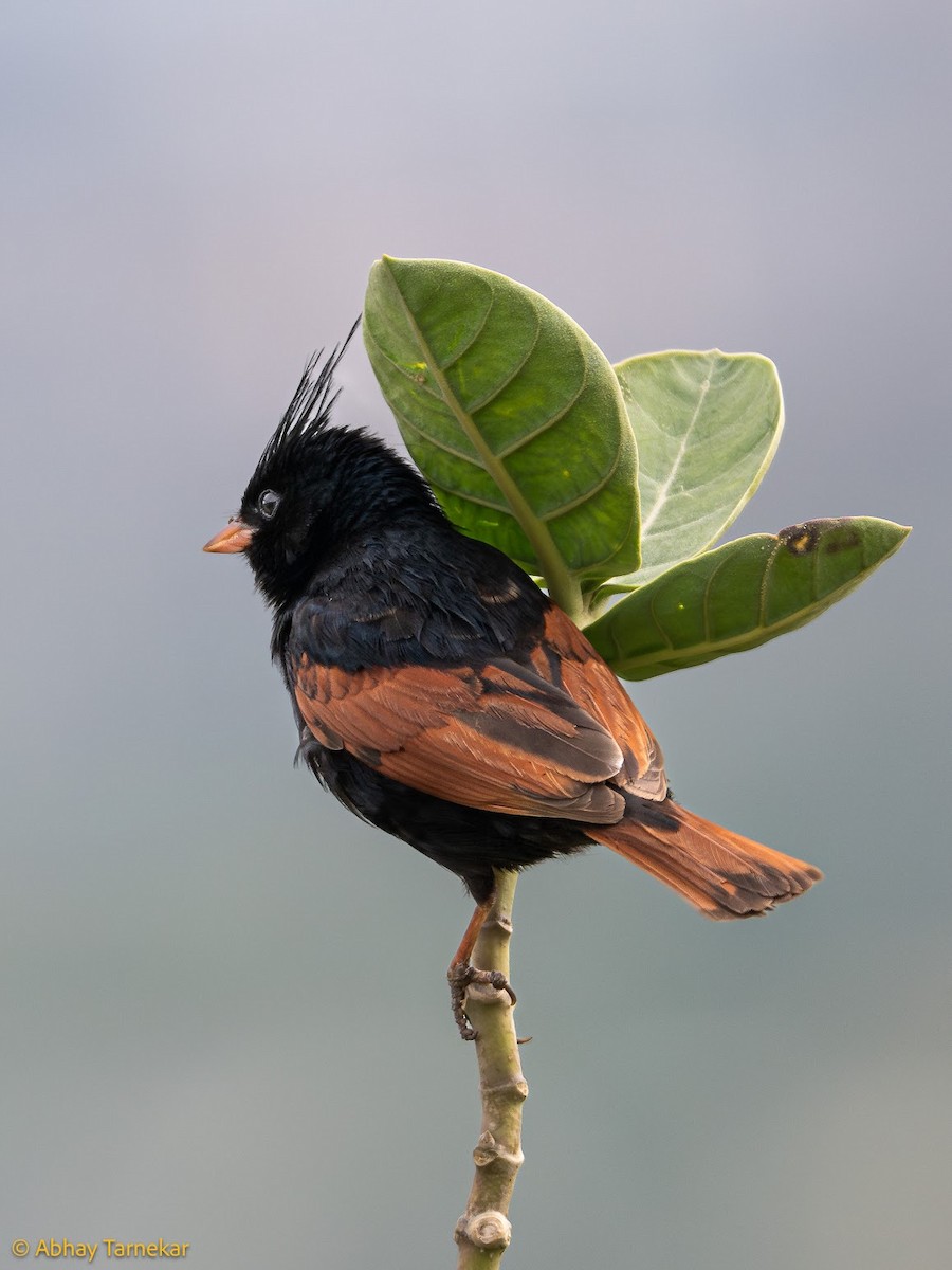 Crested Bunting - ML644651059