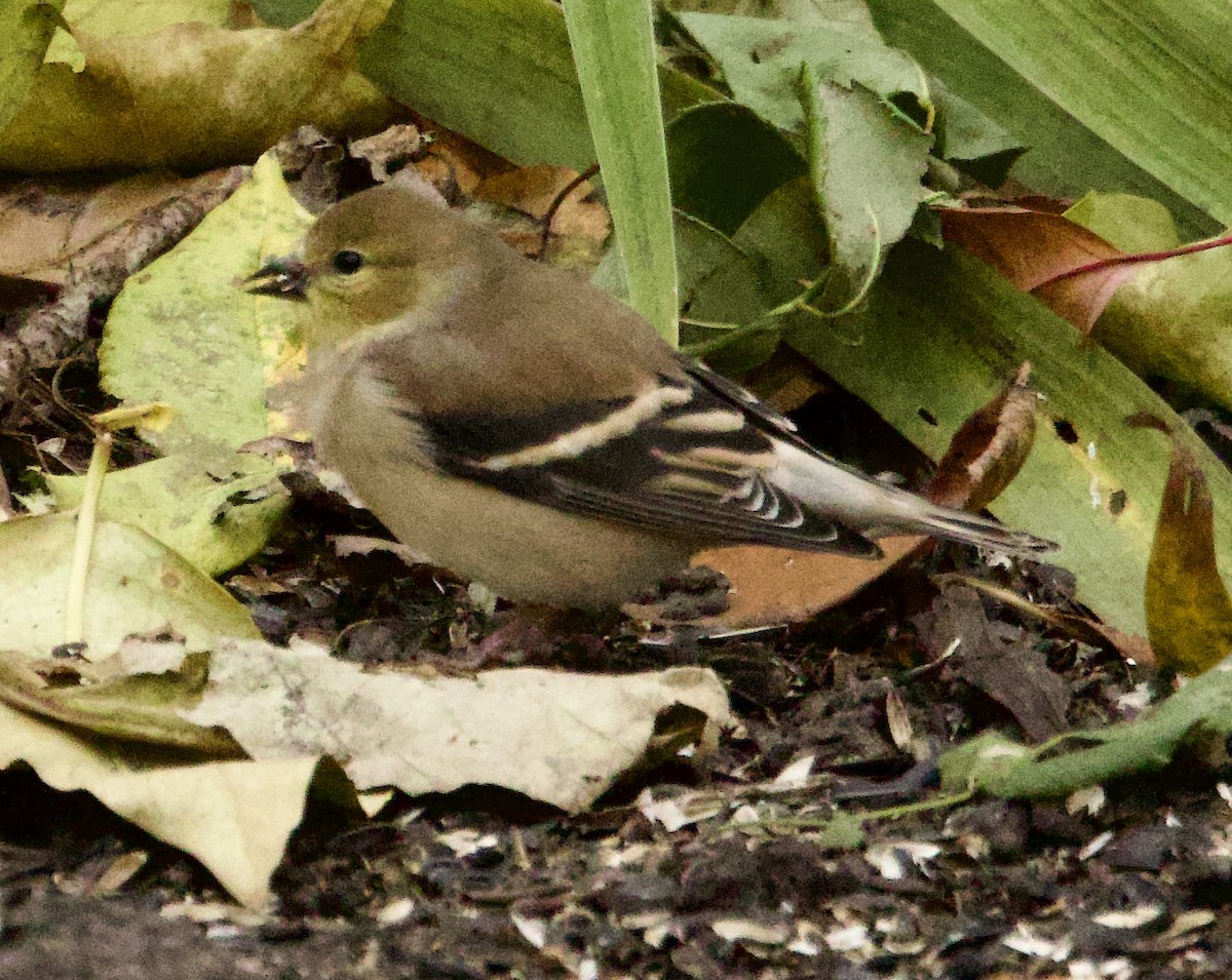 čížek žlutý - ML644651065