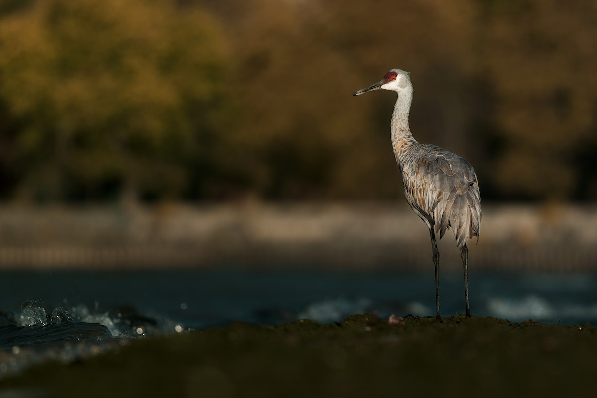 Grue du Canada - ML644651066