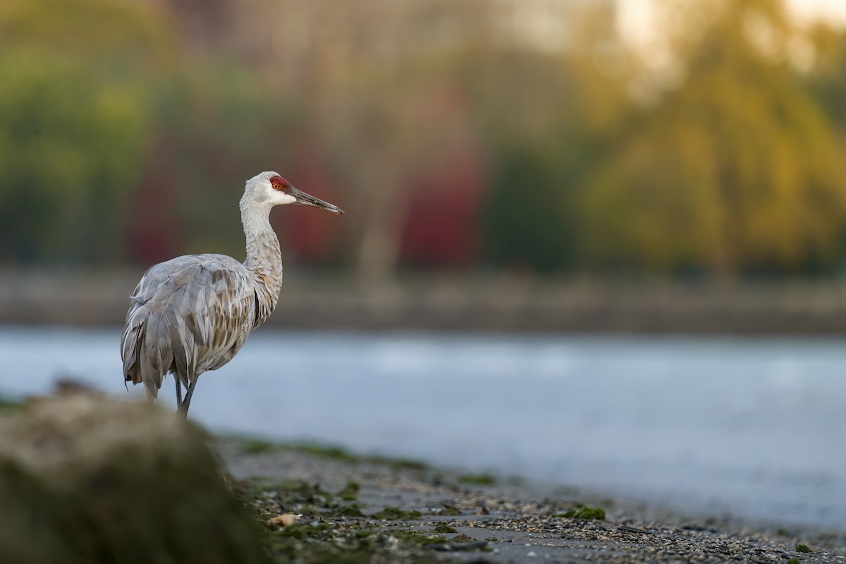Grue du Canada - ML644651067