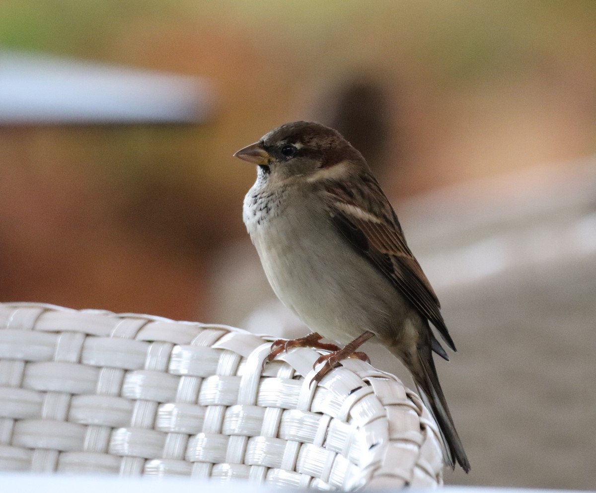 Оронгийн бор шувуу - ML644651070