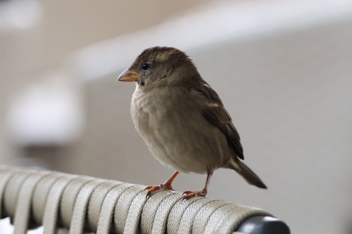 Оронгийн бор шувуу - ML644651072