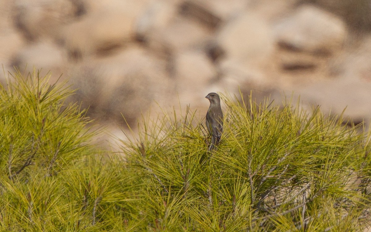 アオカワラヒワ - ML644651073