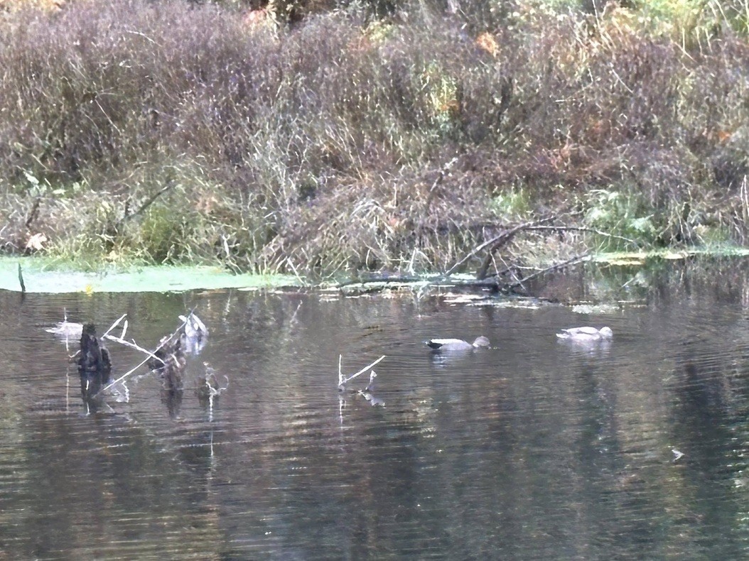 Gadwall - ML644651074