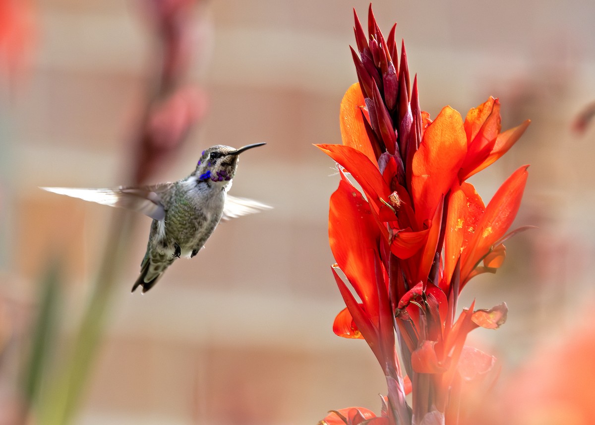 Фиалковый калипсо - ML644651078