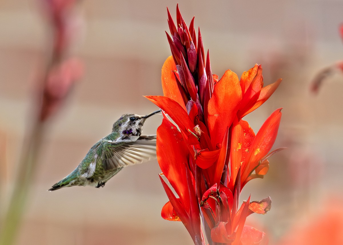 Фиалковый калипсо - ML644651079