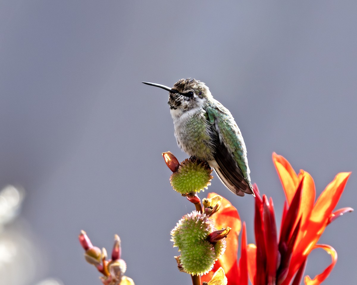 Costa's Hummingbird - ML644651080