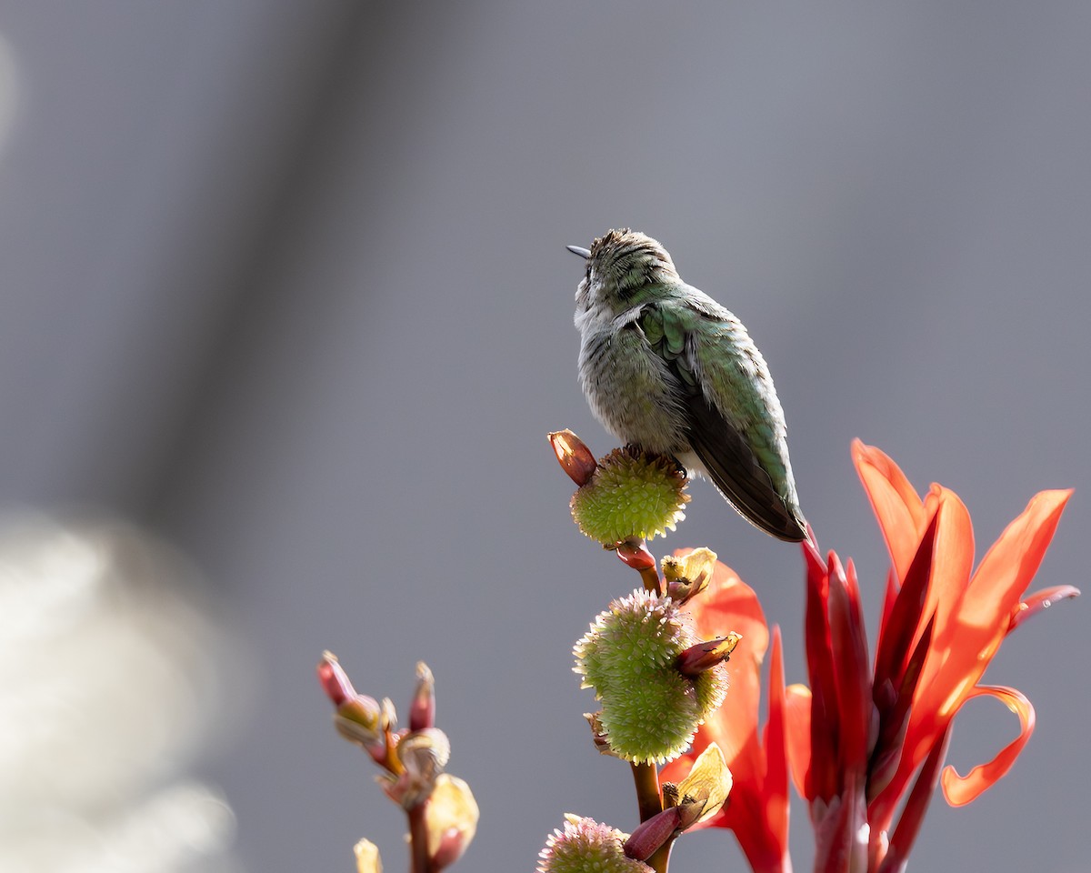 Фиалковый калипсо - ML644651081