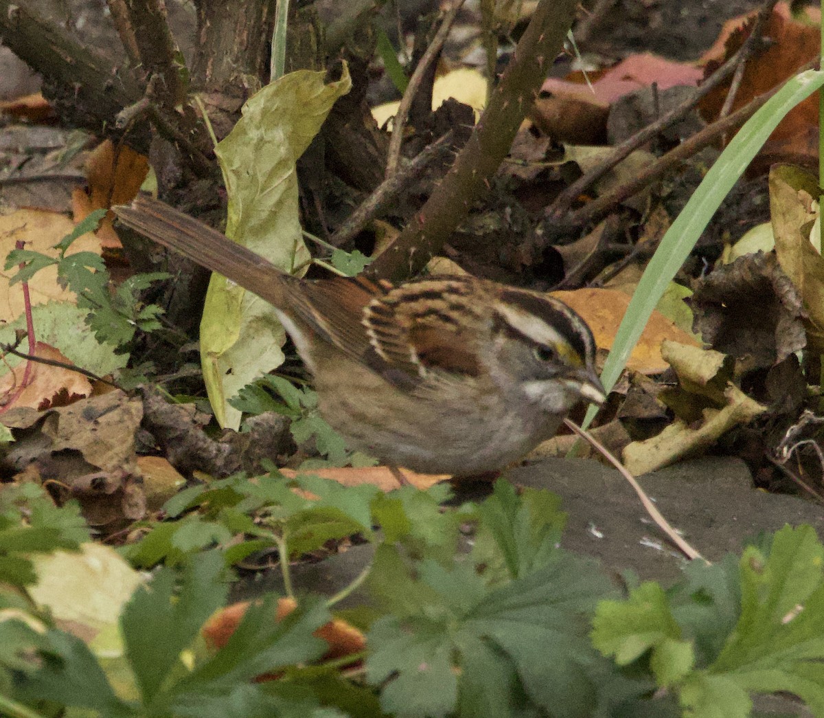 White-throated Sparrow - ML644651084