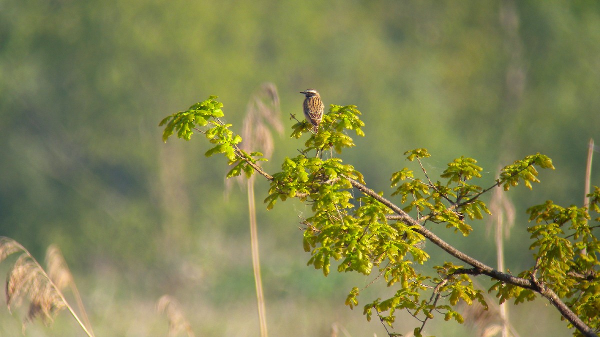 Tarier des prés - ML644651086