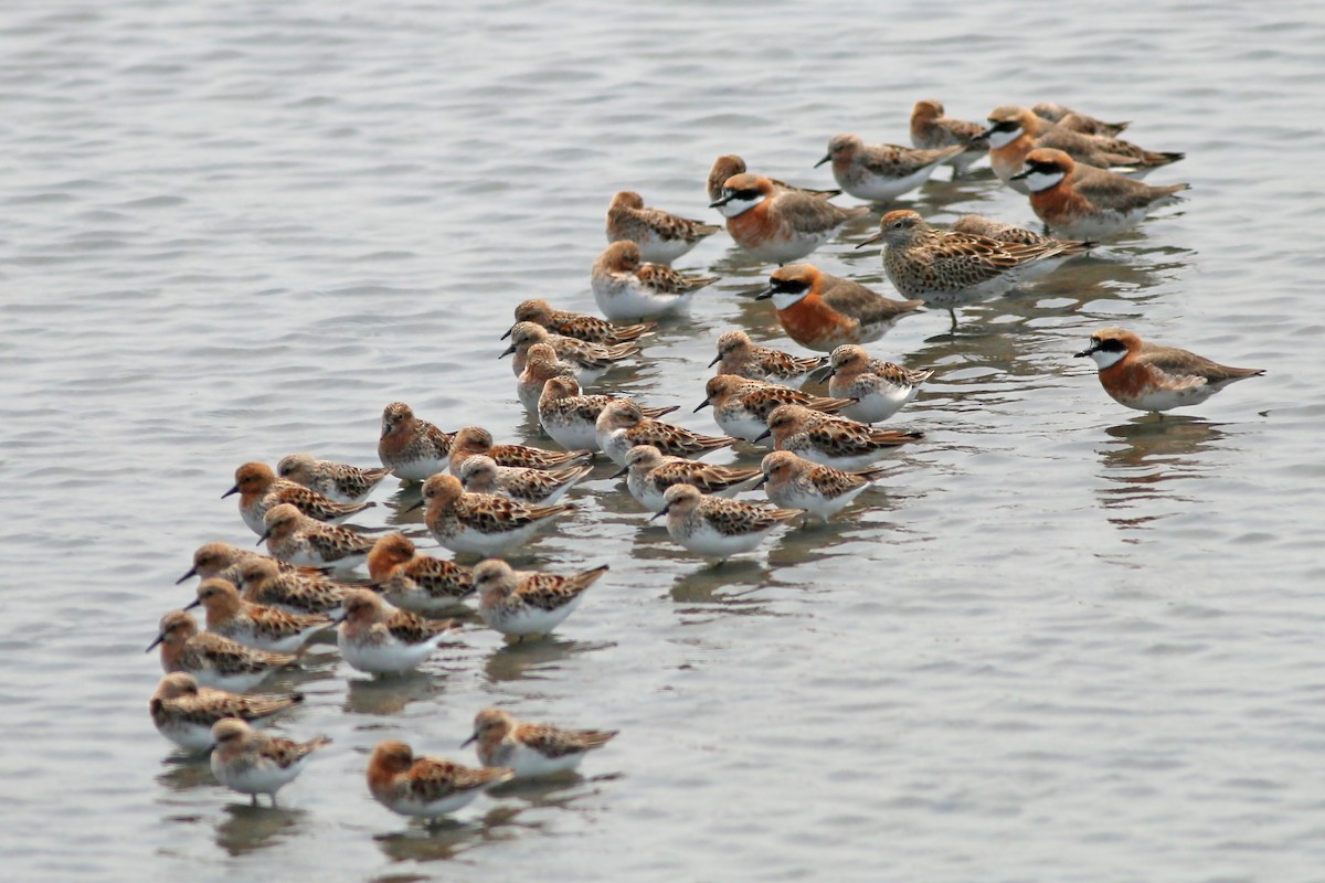 Siberian Sand-Plover - ML644651088