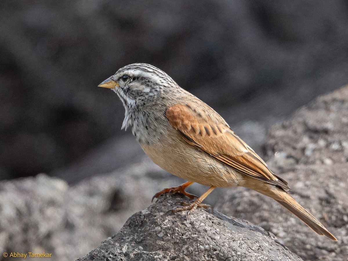 Striolated Bunting - ML644651093