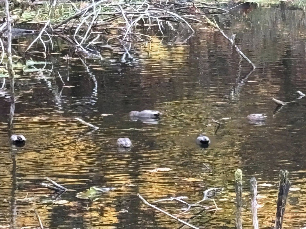 Gadwall - ML644651097