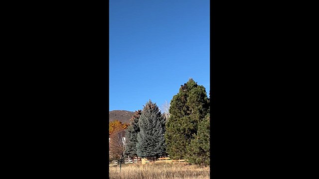 Red-tailed Hawk - ML644651098