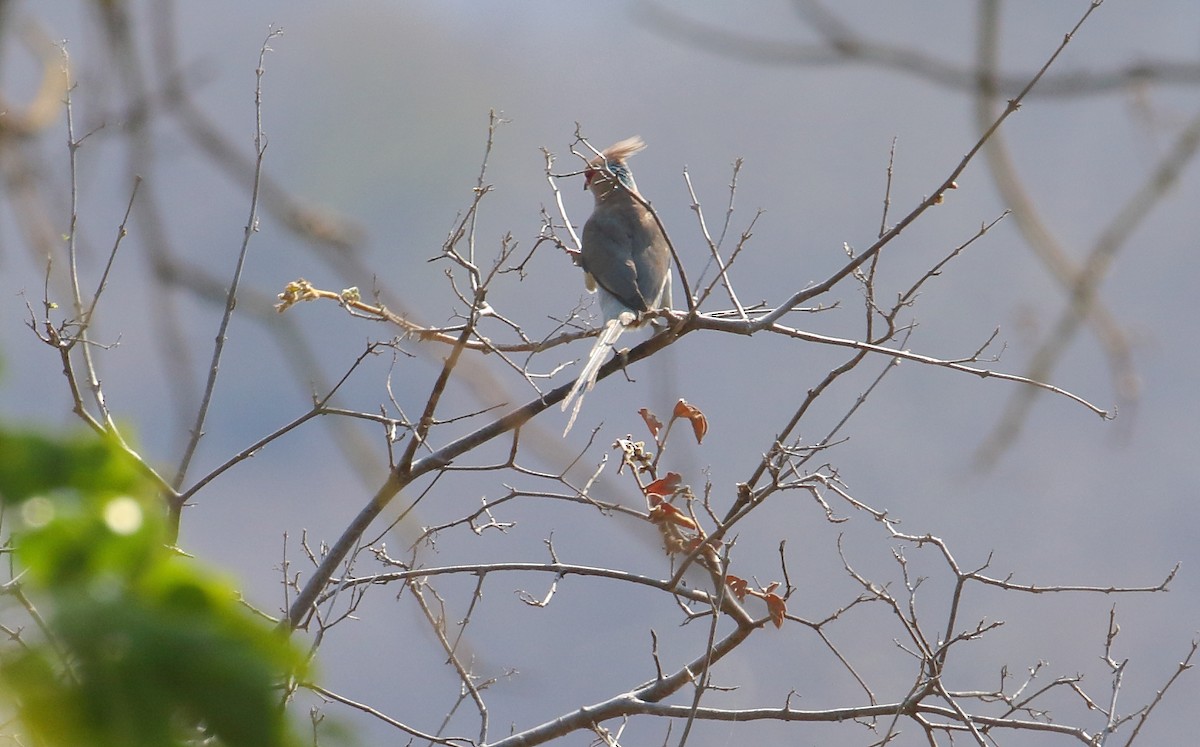 Синешапочная птица-мышь - ML644651099