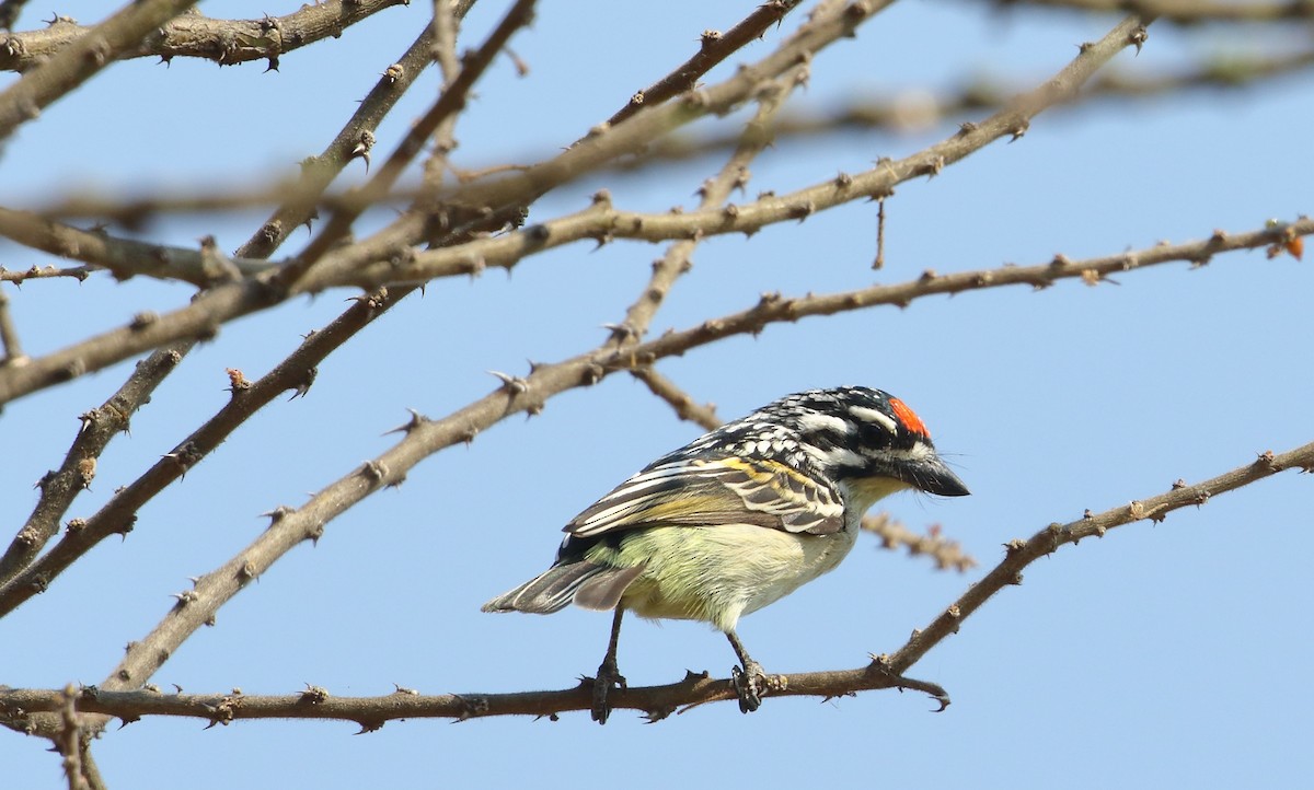 Northern Red-fronted Tinkerbird - ML644651102