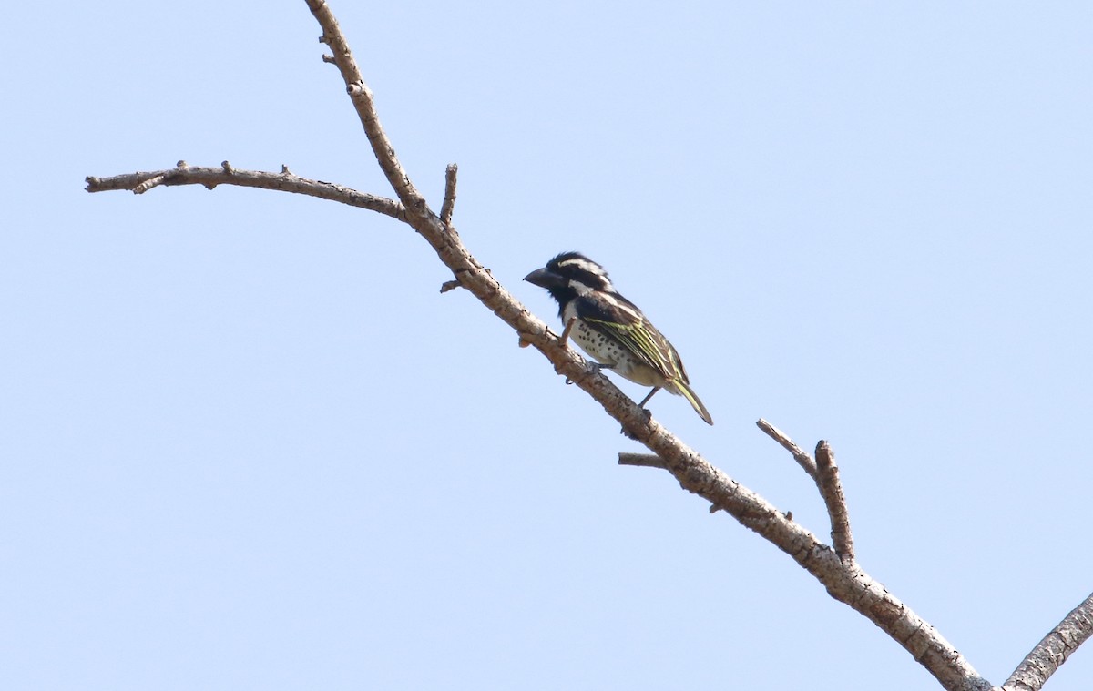 Плачущая либия - ML644651103