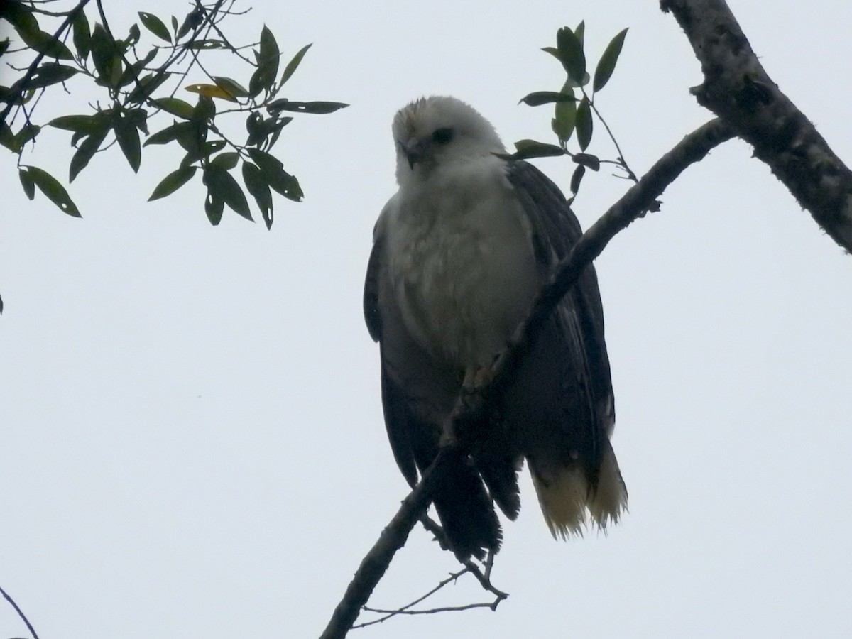 Mantled Hawk - ML644651108