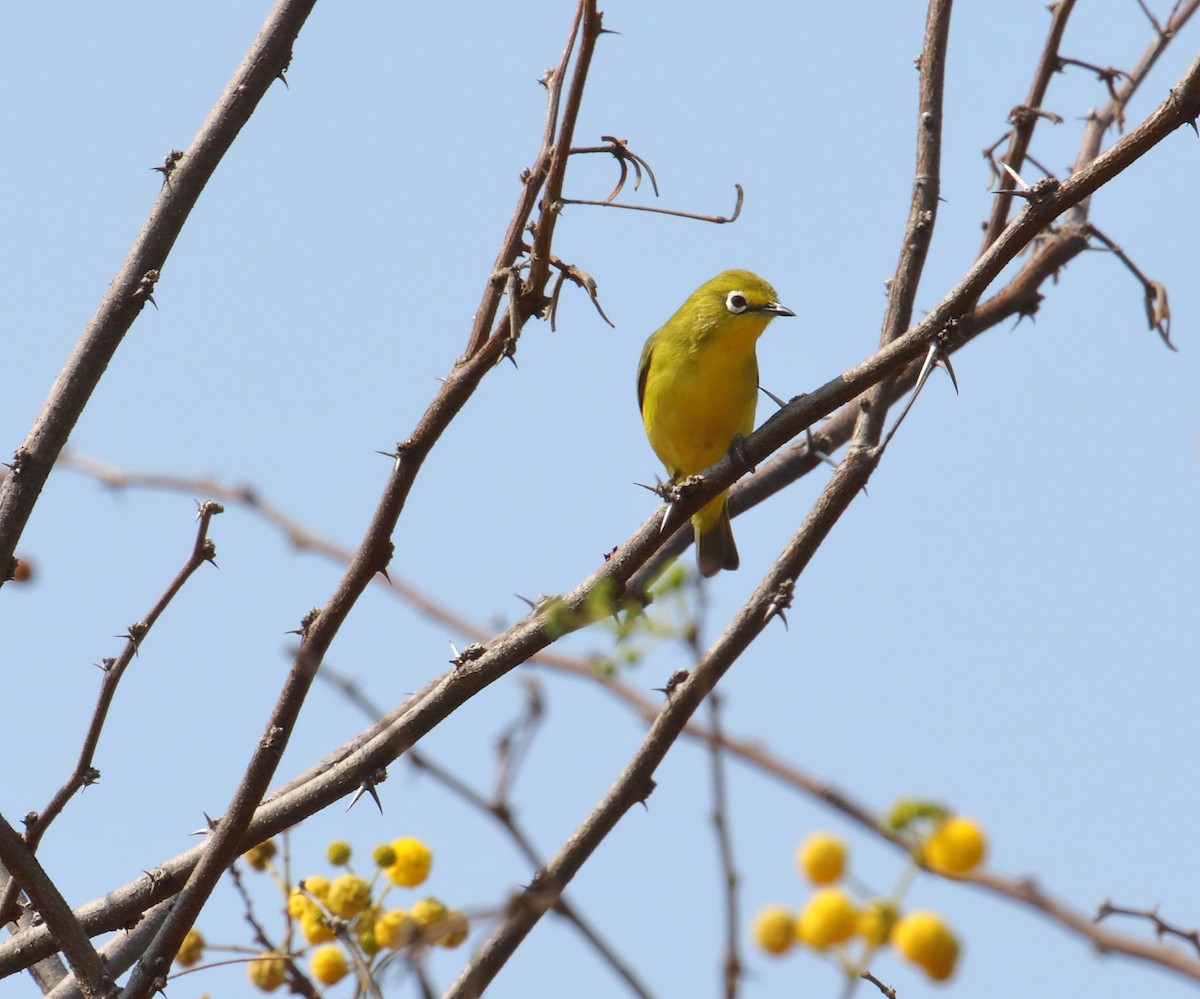 Южноафриканская белоглазка - ML644651109