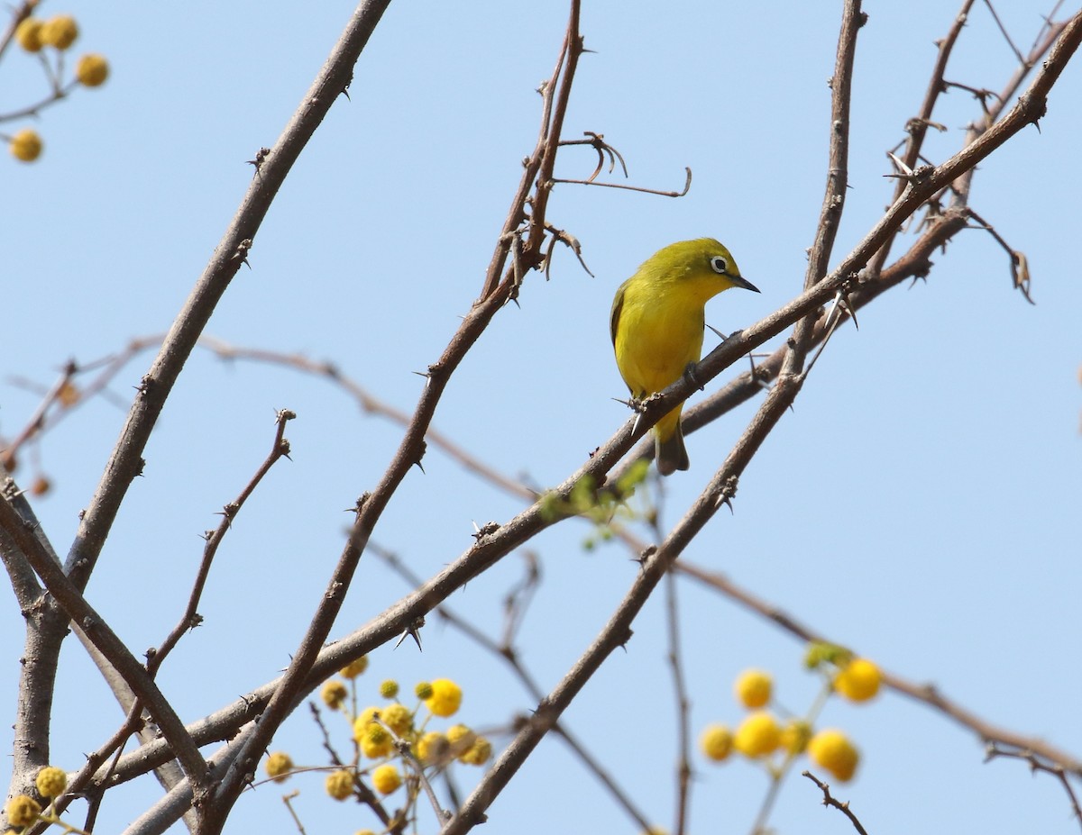 Южноафриканская белоглазка - ML644651111