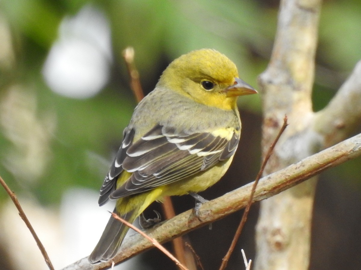 Western Tanager - ML644651112