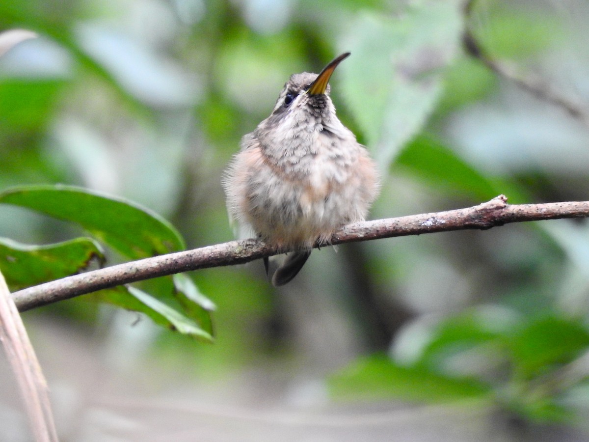 Dusky-throated Hermit - ML644651113
