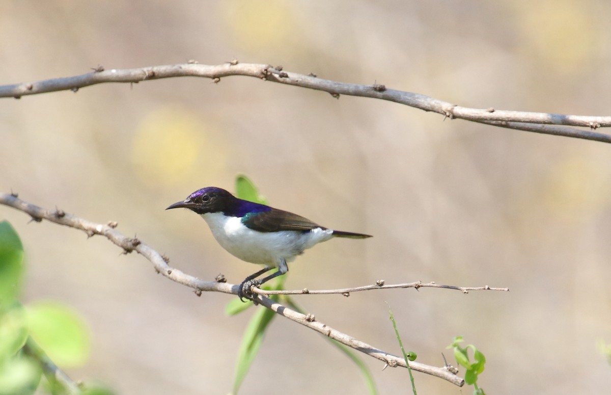 Nectariniidae sp. (sunbird sp.) - ML644651120