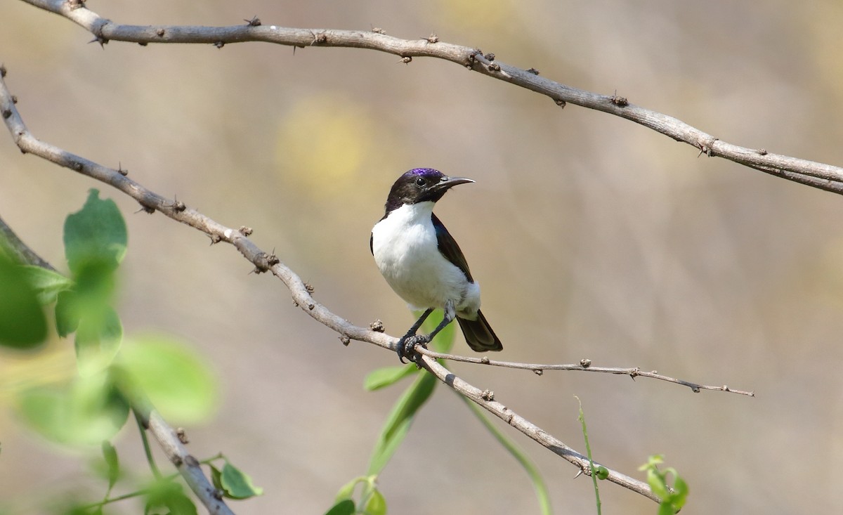 Nectariniidae sp. (sunbird sp.) - ML644651121