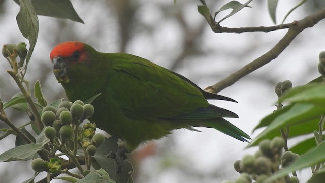 Pileated Parrot - ML644651127