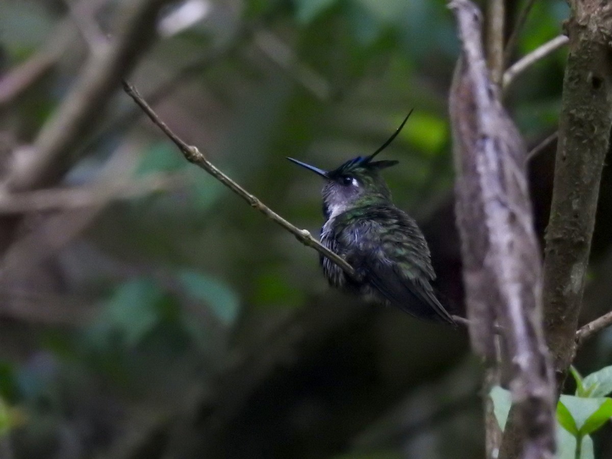 Purple-crowned Plovercrest - ML644651129