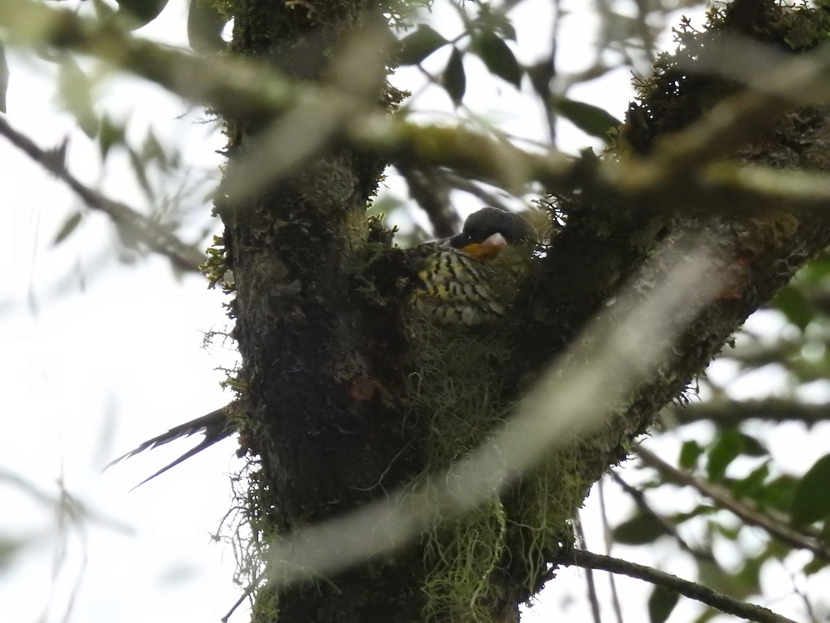 Swallow-tailed Cotinga - ML644651132