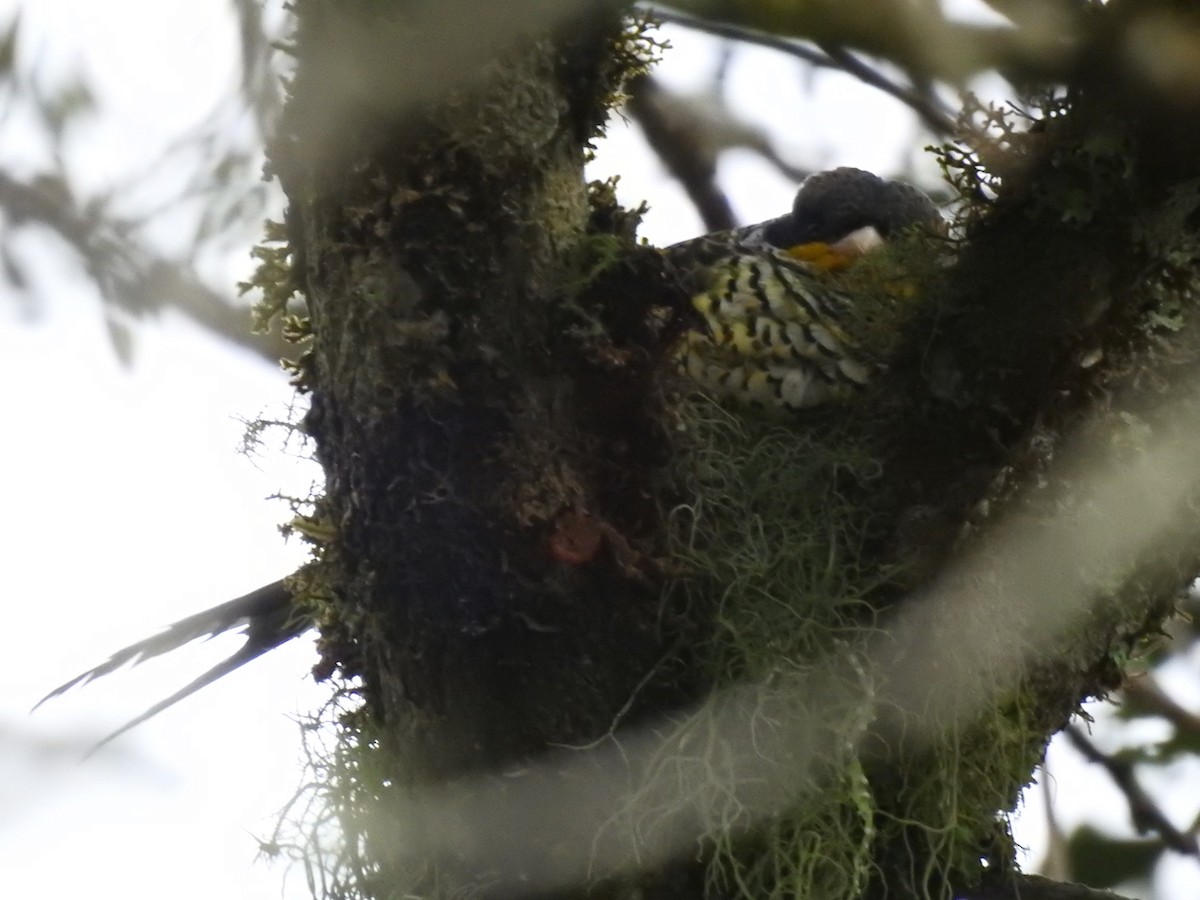 Swallow-tailed Cotinga - ML644651133