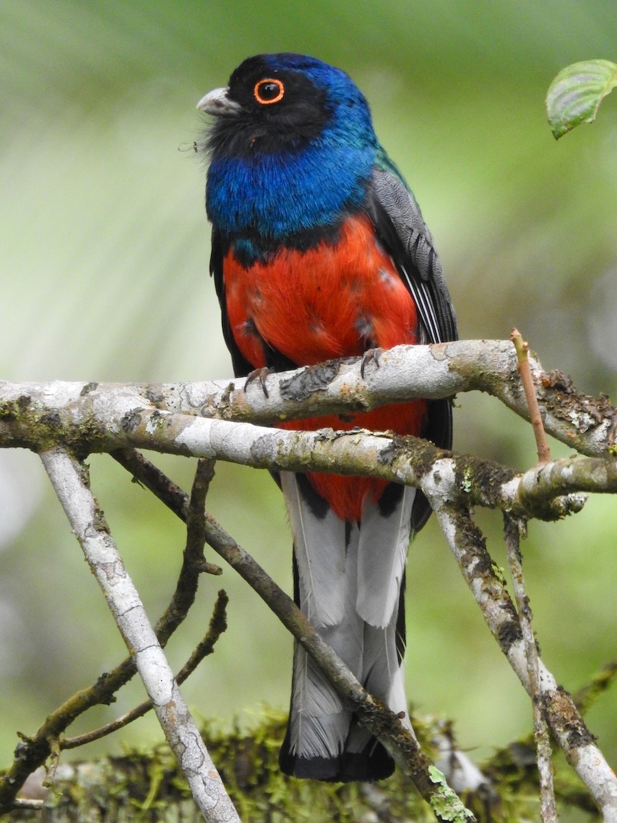 Surucua Trogon - ML644651135