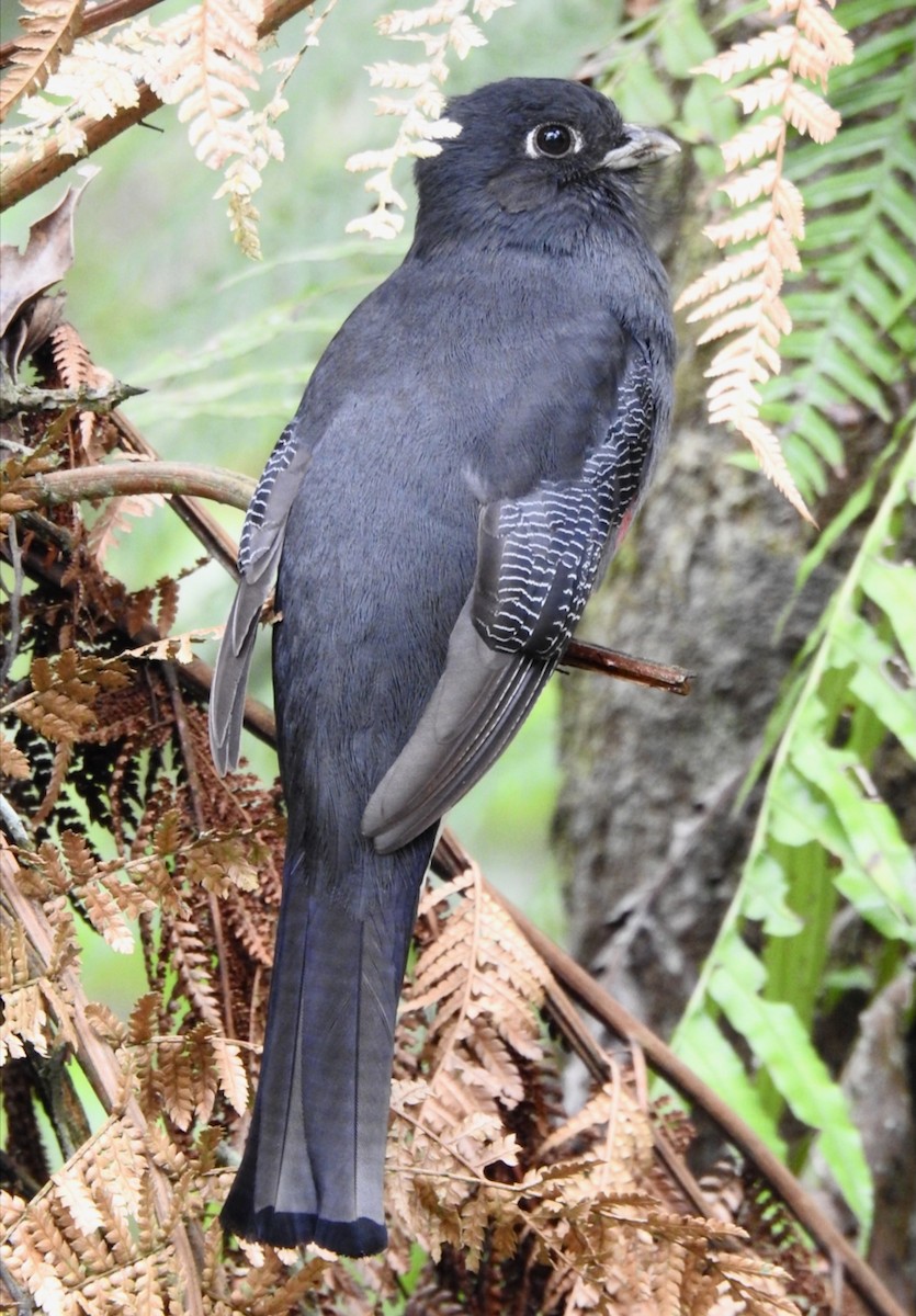 Surucua Trogon - ML644651136