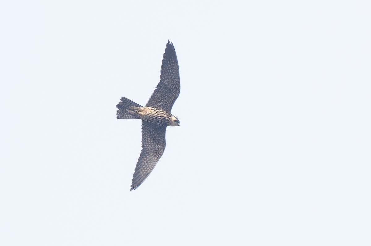 Чеглок - ML644651138